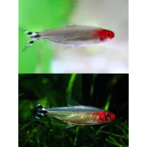 Fish - Tetras 6 Brilliant Rummy Nose 3cm