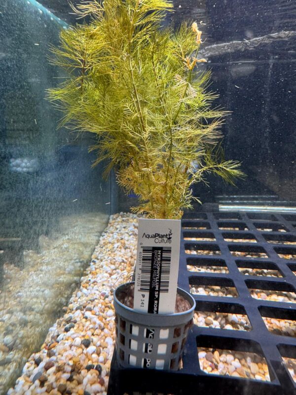 Bronze Milfoil Pot 2