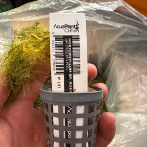 Bronze Milfoil Pot