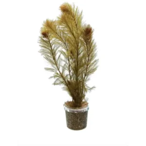Plants - Potted Plants 1 Bronze Milfoil Pot