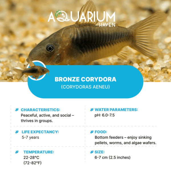 Bronze Corydora 3.5cm - Image 2