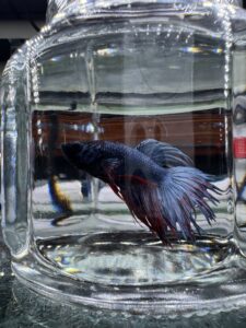 Betta - Assorted Crowntail (Tank - AC2)