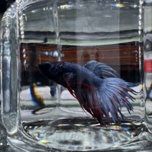 Betta - Assorted Crowntail (Tank - AC2)