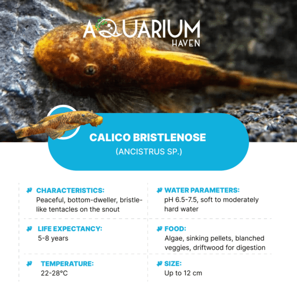 Calico Bristlenose 3/4cm - Image 2