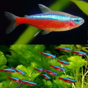 Fish - Tetras 8 Cardinal Tetra 2.5cm bright neon blue and red schooling fish