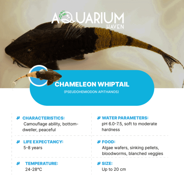Chameleon Whiptail 4-6cm - Image 2