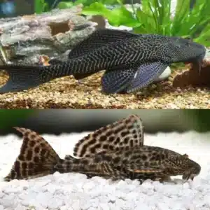 Common Plecostomus 5cm