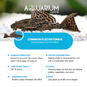Common Plecostomus 5cm