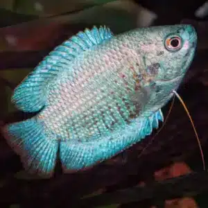 Fish - Gourami 2 Coral Blue Dwarf Gourami