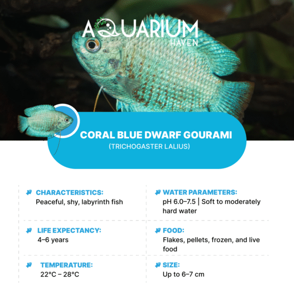 Coral Blue Dwarf Gourami - Image 2