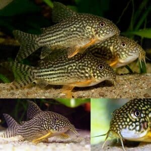 Corydoras Sterbai 3cm