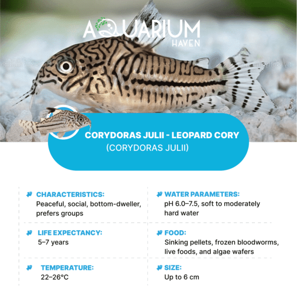 Corydoras Julii - Leopard Cory 3cm - Image 2