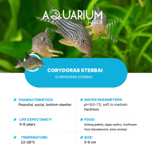 Corydoras Sterbai 3cm