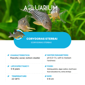 Corydoras Sterbai 3cm