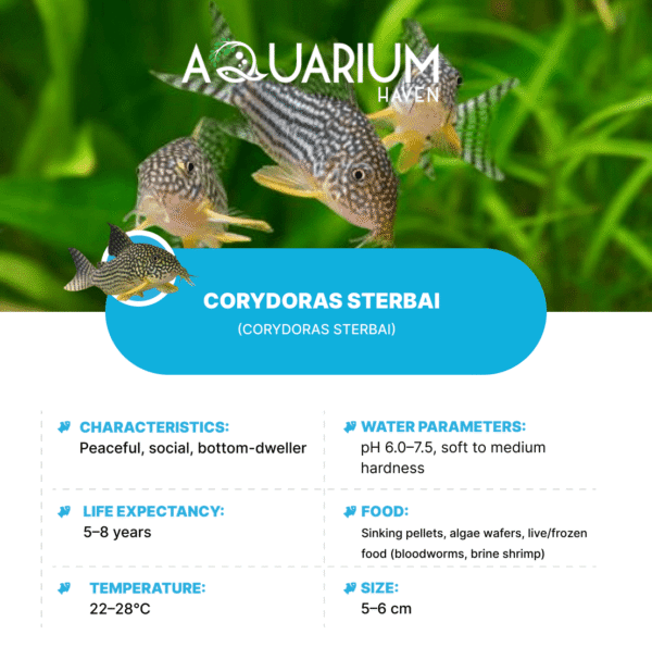 Corydoras Sterbai 3cm