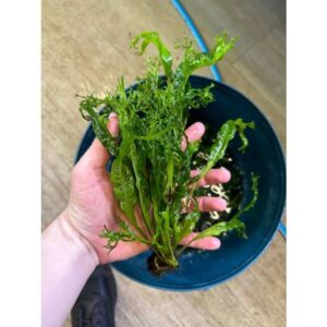Crested Java Fern – Medium
