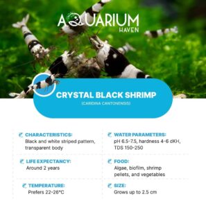 Aquarium Haven stocks vibrant shrimp for freshwater setups.