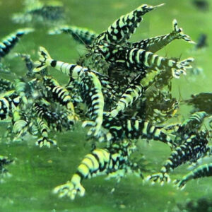 Blue Galaxy Snowflake Shrimp