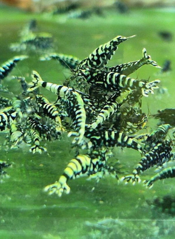Blue Galaxy Snowflake Shrimp