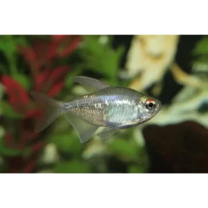 Fish - Tetras 10 Diamond Tetras 3-3.5cm