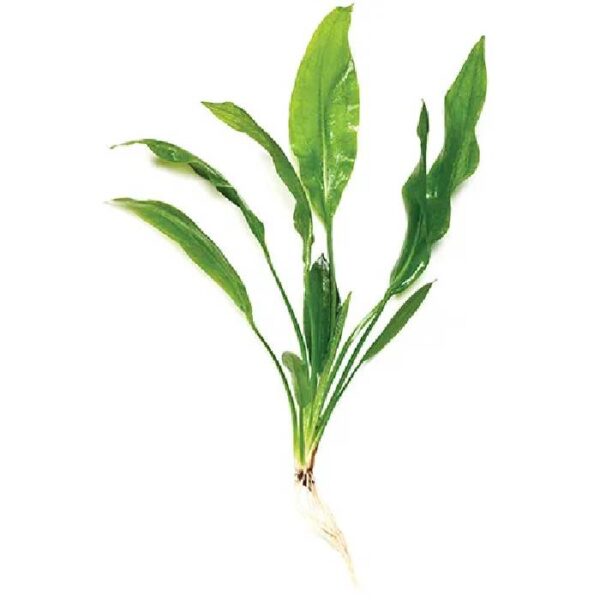 Echinodorus Bleheri 5cm Pot
