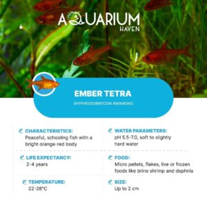 Buy vibrant neon tetras at Aquarium Haven