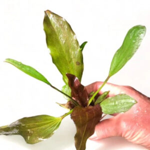 Echinodorus 'Fancy Twist' Sword - Potted