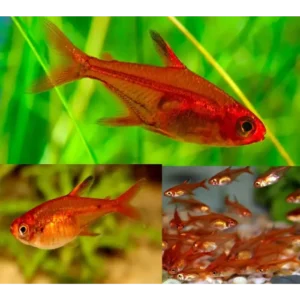 Fish - Tetras 11 Fire Ember Tetra 2cm