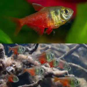 Fish - Tetras 12 Flame Tetra 2.5-3cm