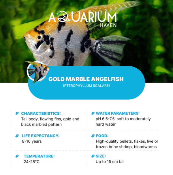 Gold Marble Angelfish - Image 2