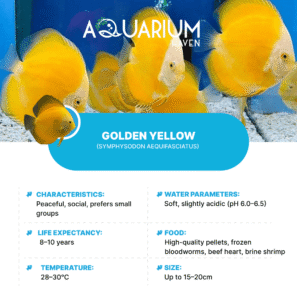 Golden Yellow 8/9cm