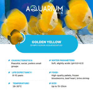 Golden Yellow 8/9cm