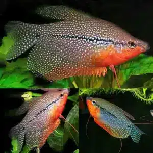 Pearl Gourami 5/6cm