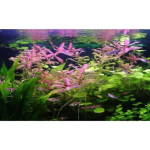 Hygrophila polysperma Sunset