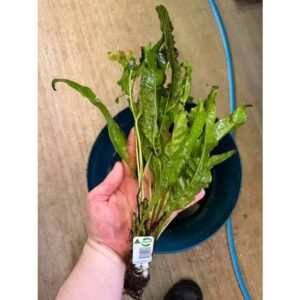 Java Fern XL