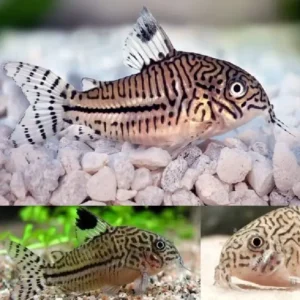Corydoras Julii - Leopard Cory 3cm