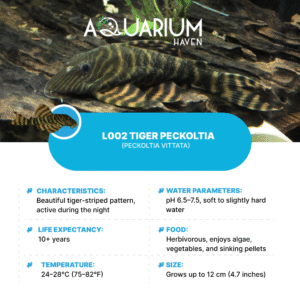 L002 Tiger Peckoltia