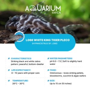 L066 White King Tiger Pleco 3/4cm