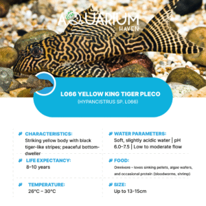 L066 Yellow King Tiger Pleco 3/4cm
