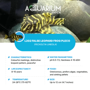 L202 False Leopard Frog Pleco (Peckoltia Lineola)