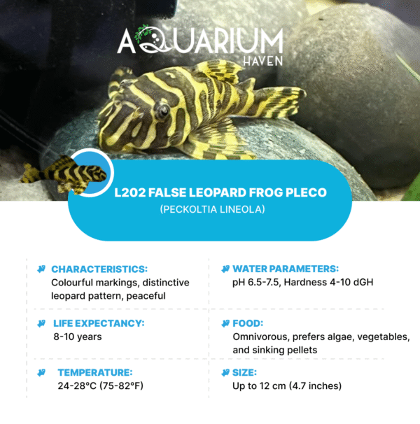 L202 False Leopard Frog Pleco (Peckoltia Lineola)