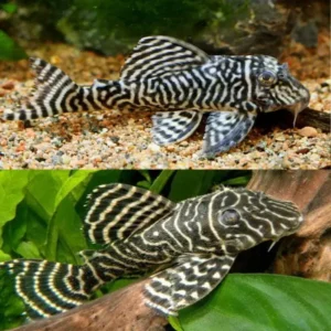 L333 King Tiger Pleco