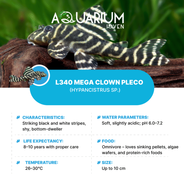 L340 Mega Clown Pleco 4cm