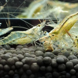 NQ Algae Shrimps