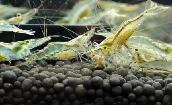 Enhance your aquarium with colourful shrimps from Aquarium Haven.