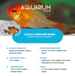 Locally Bred Red Rams