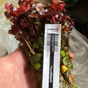 Ludwigia Palustris ‘Super Red Mini’