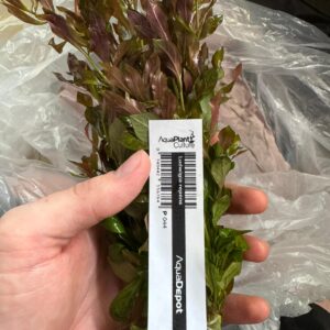 Ludwigia Repens Bunch