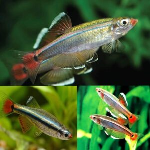 Minnow-White-Cloud