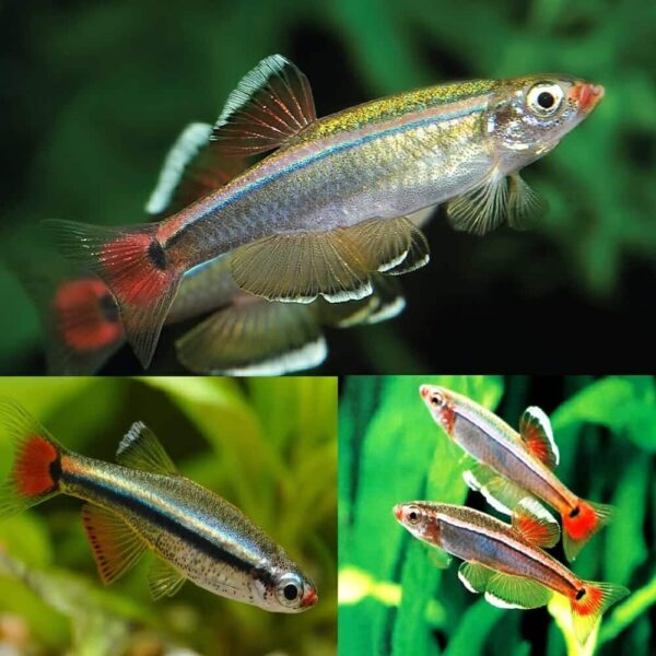 Minnow-White-Cloud